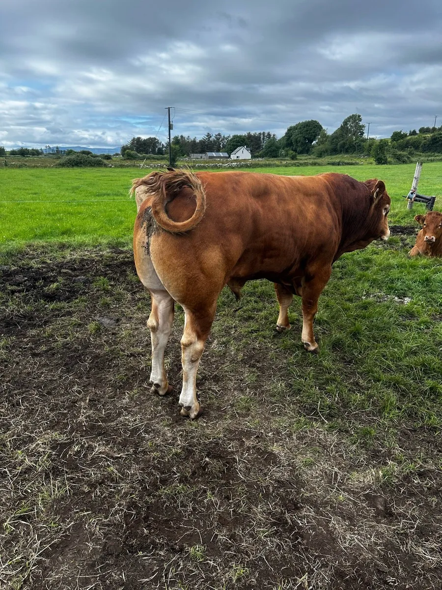 Lmx bull 4* Rep 4* Ter very easy calved - Image 1