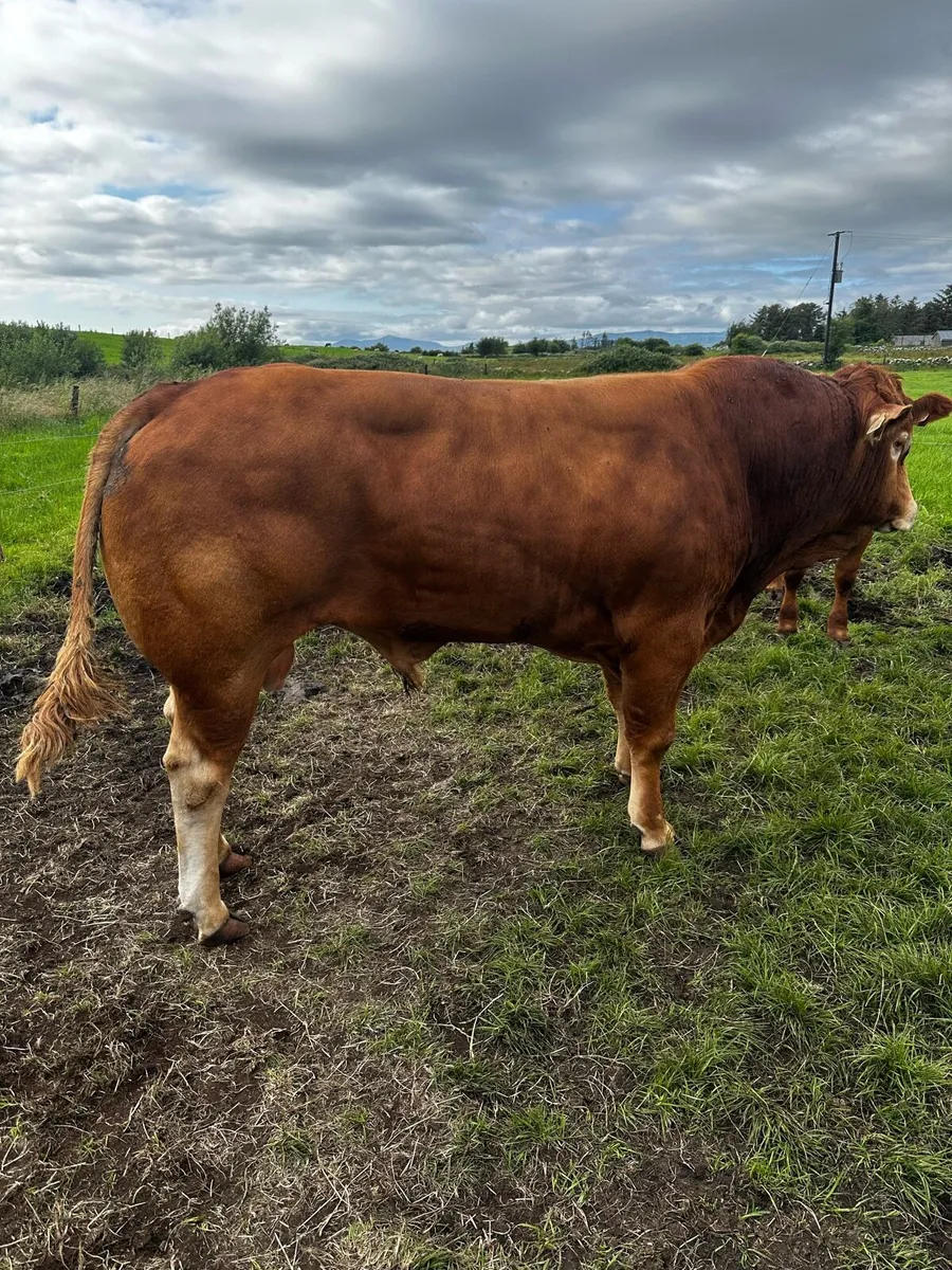 Lmx bull 4* Rep 4* Ter very easy calved - Image 2