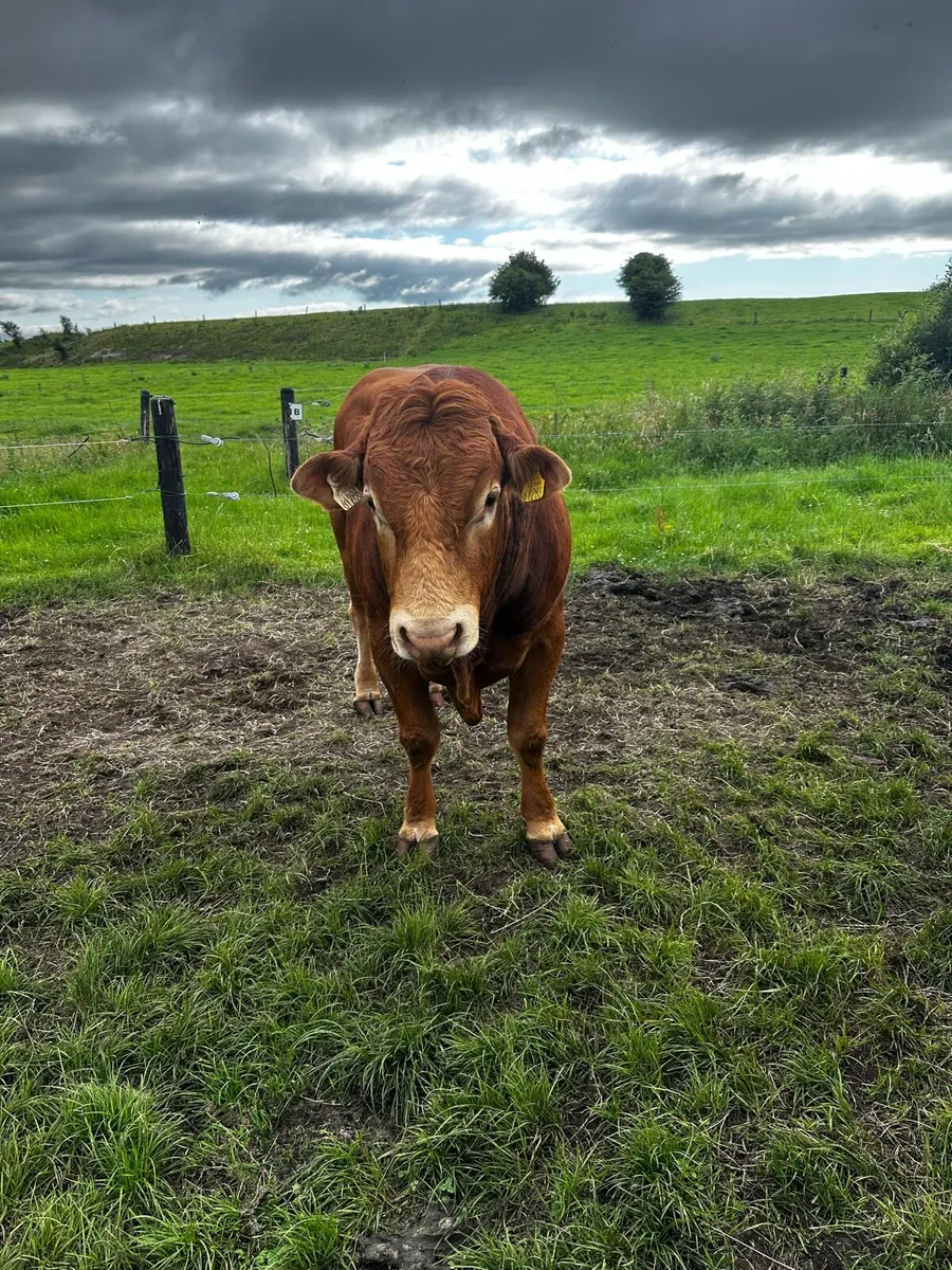 Lmx bull 4* Rep 4* Ter very easy calved - Image 3