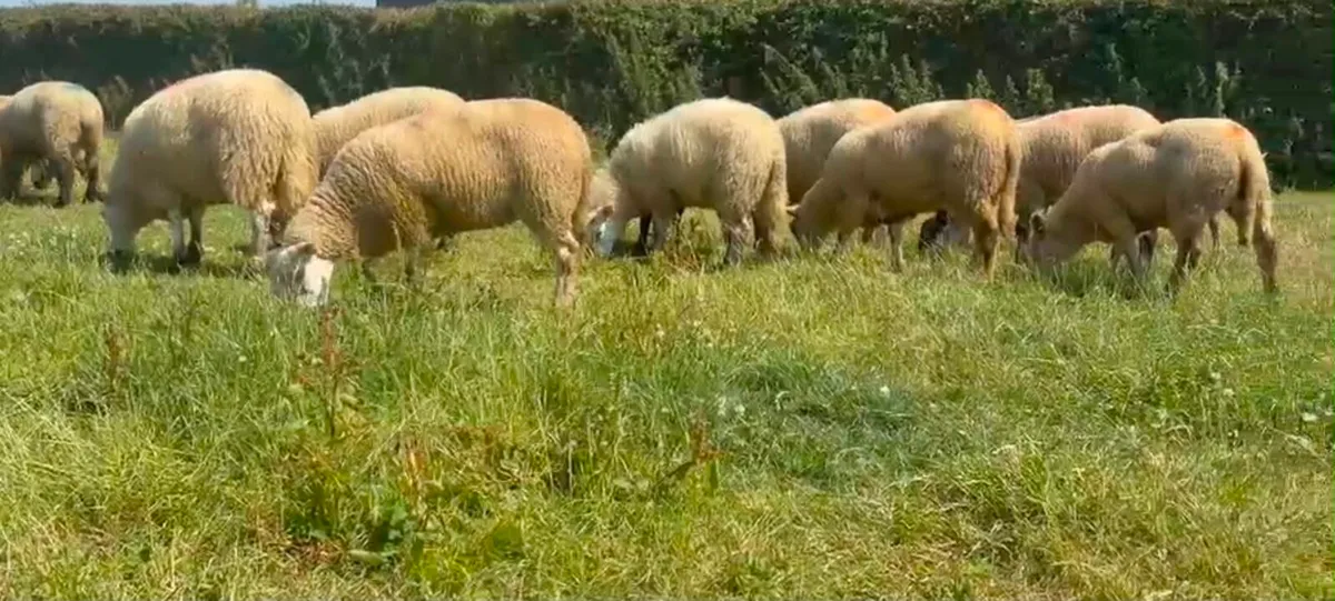Charolais & Texal Lambs - Image 1