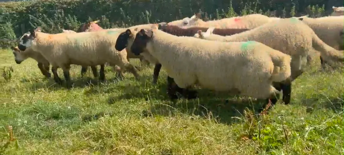 Charolais & Texal Lambs - Image 3