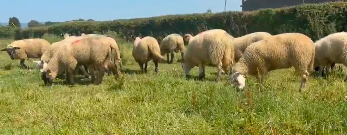 Charolais & Texal Lambs - Image 2
