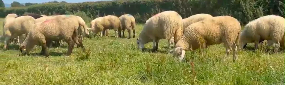 Charolais & Texal Lambs - Image 4