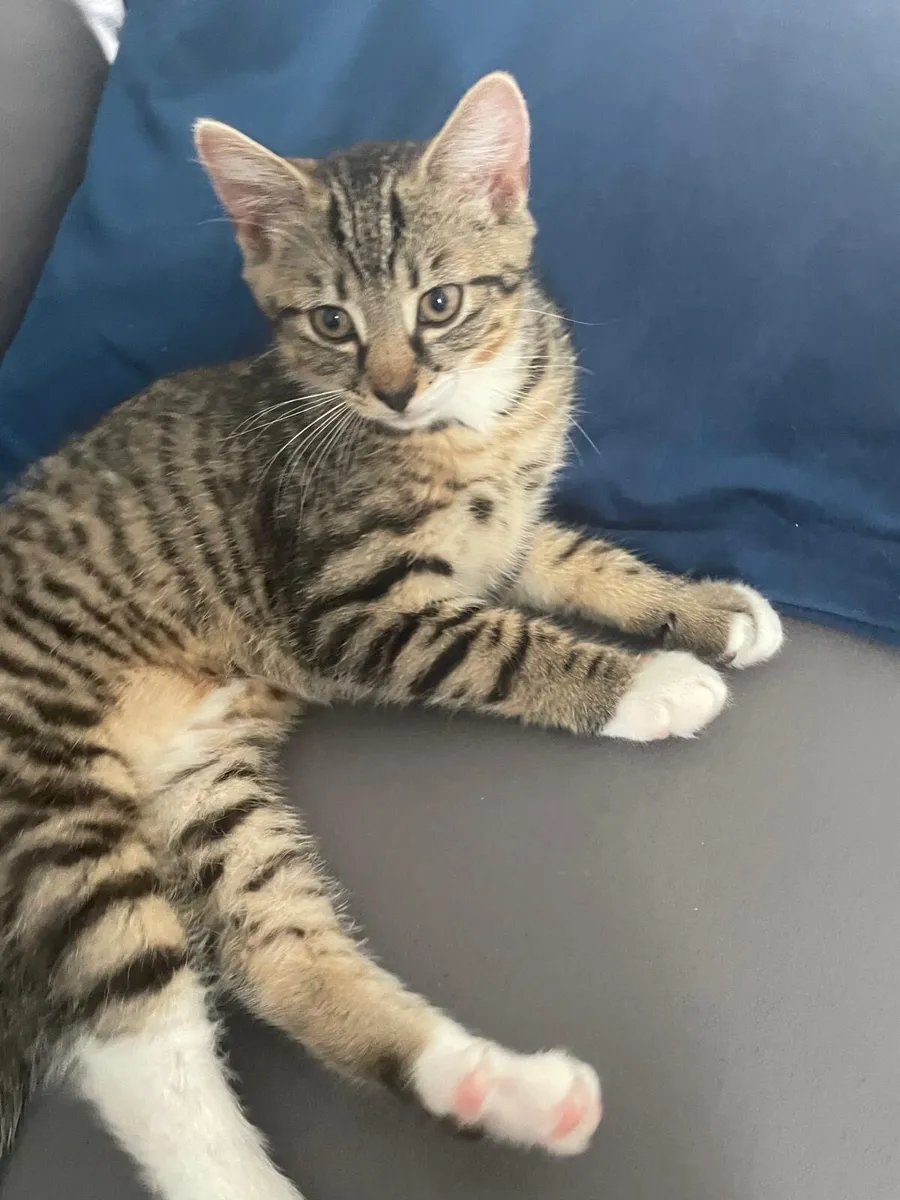 Kitten - Image 1