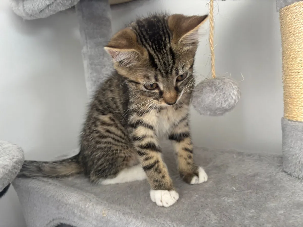 Kitten - Image 2
