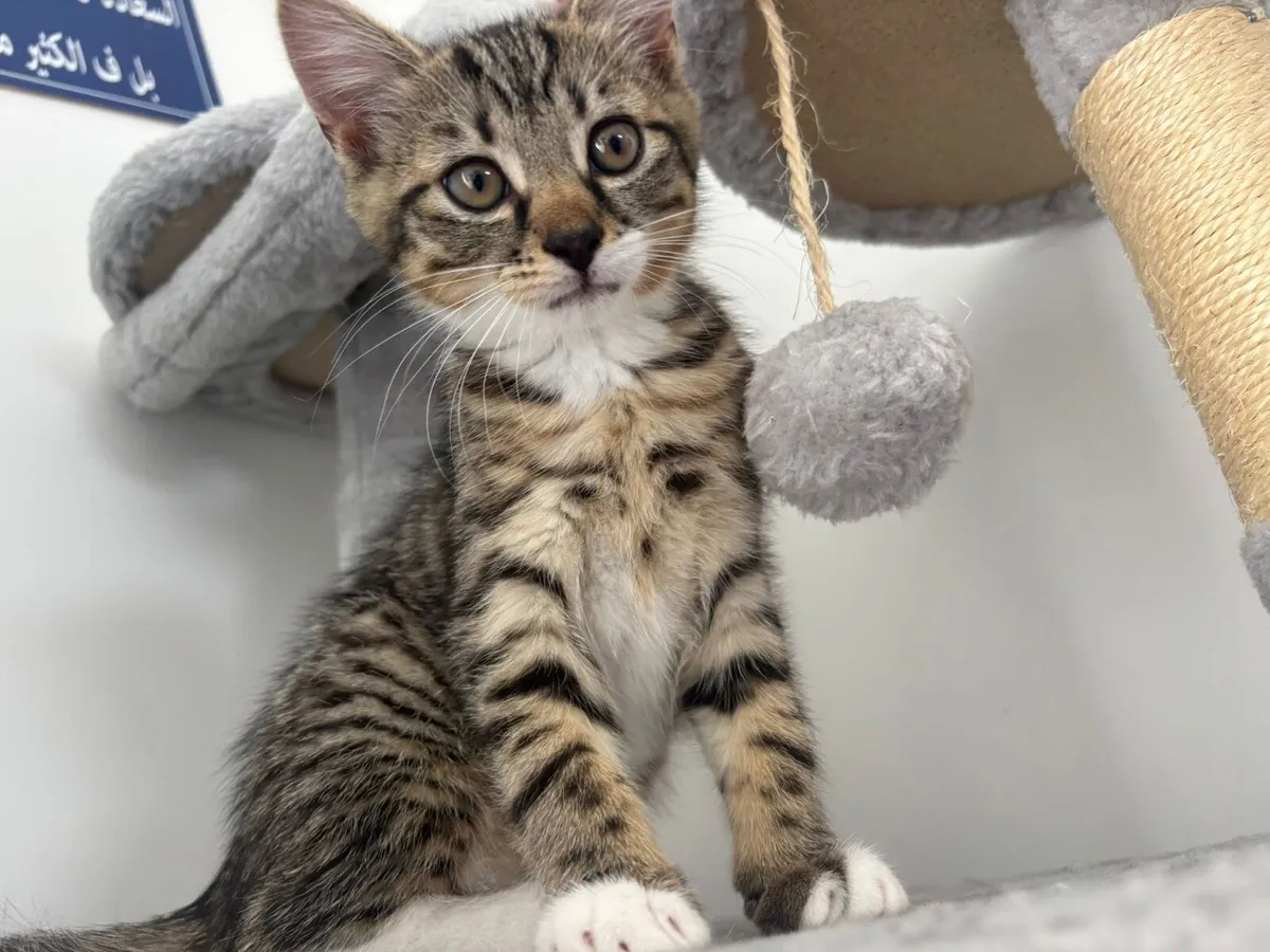 Kitten - Image 3