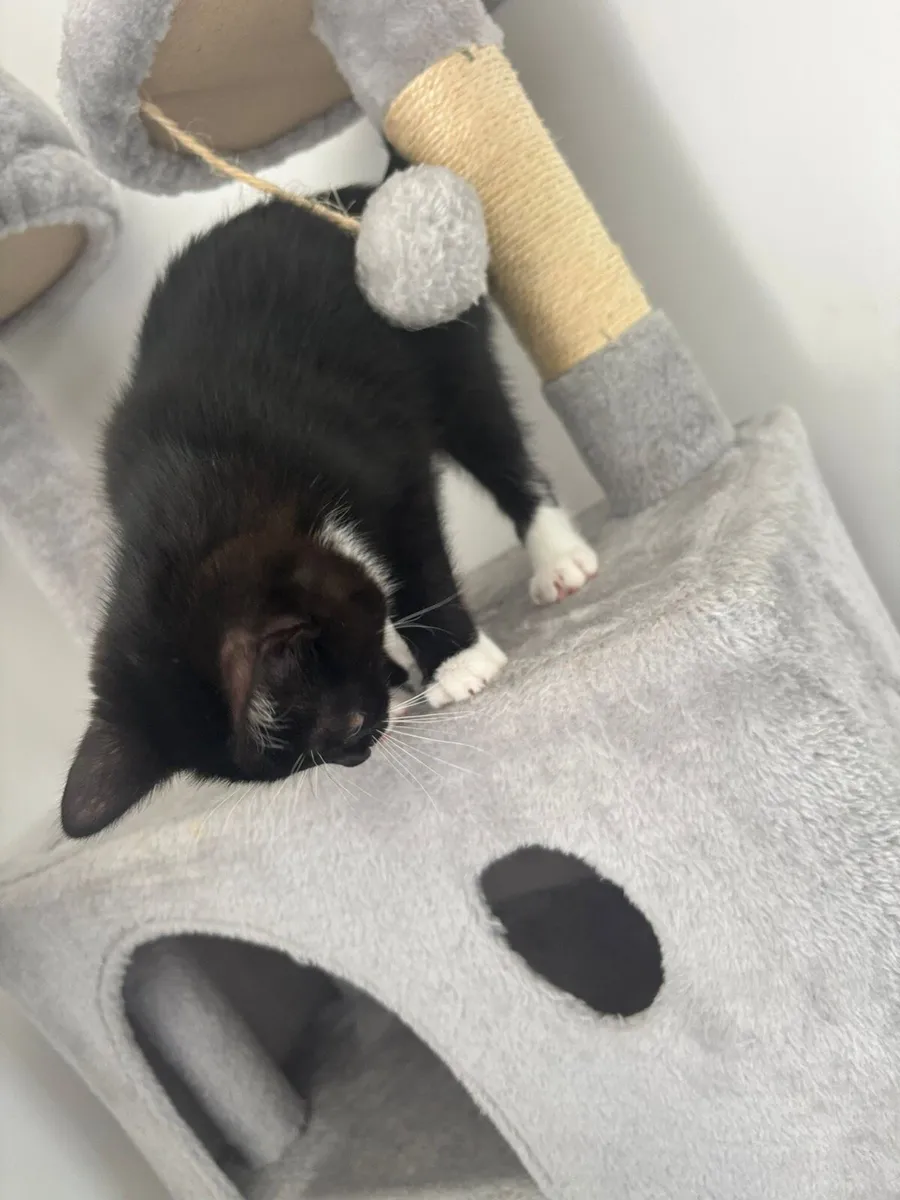 Kitten - Image 4