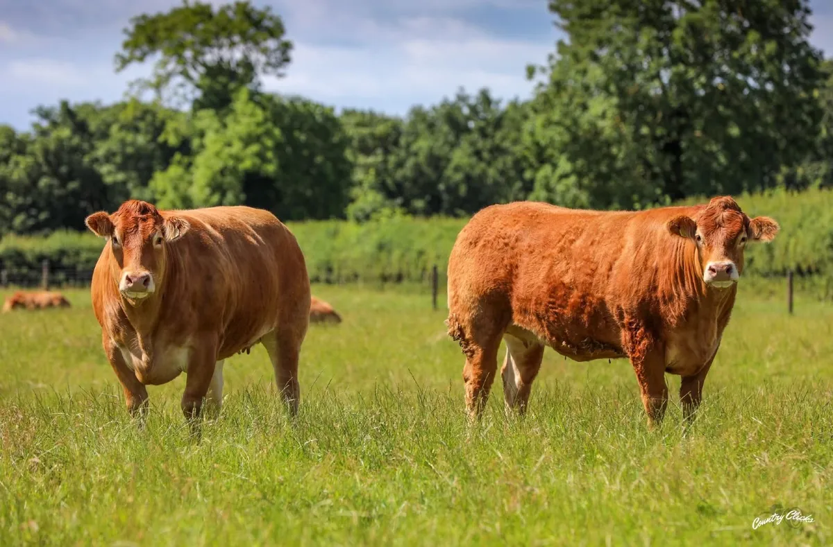 Online Pedigree Limousin Sale  - This week! - Image 2