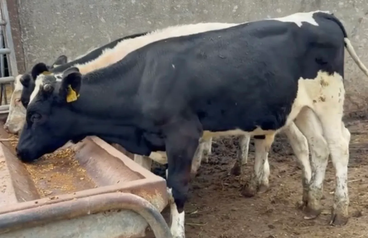 4 fr bulls 25 born - Image 1