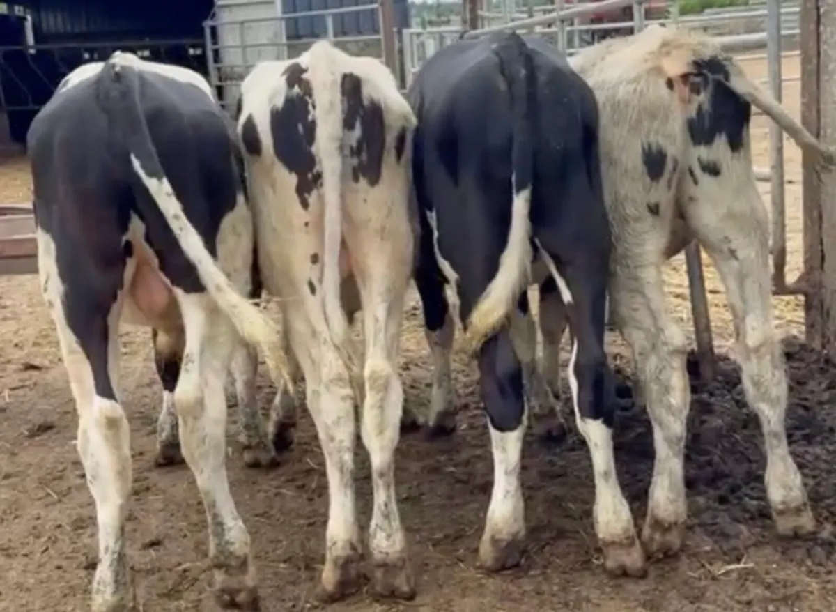 4 fr bulls 25 born - Image 2