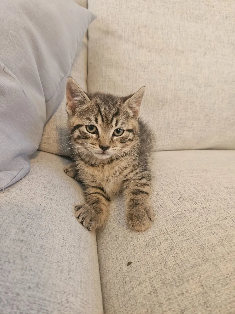 Kittens 10 wks old - Image 1