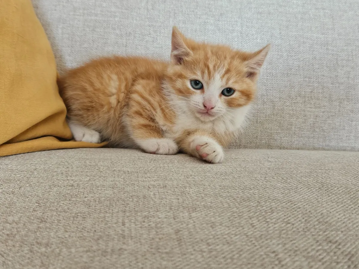 Kittens 10 wks old - Image 2