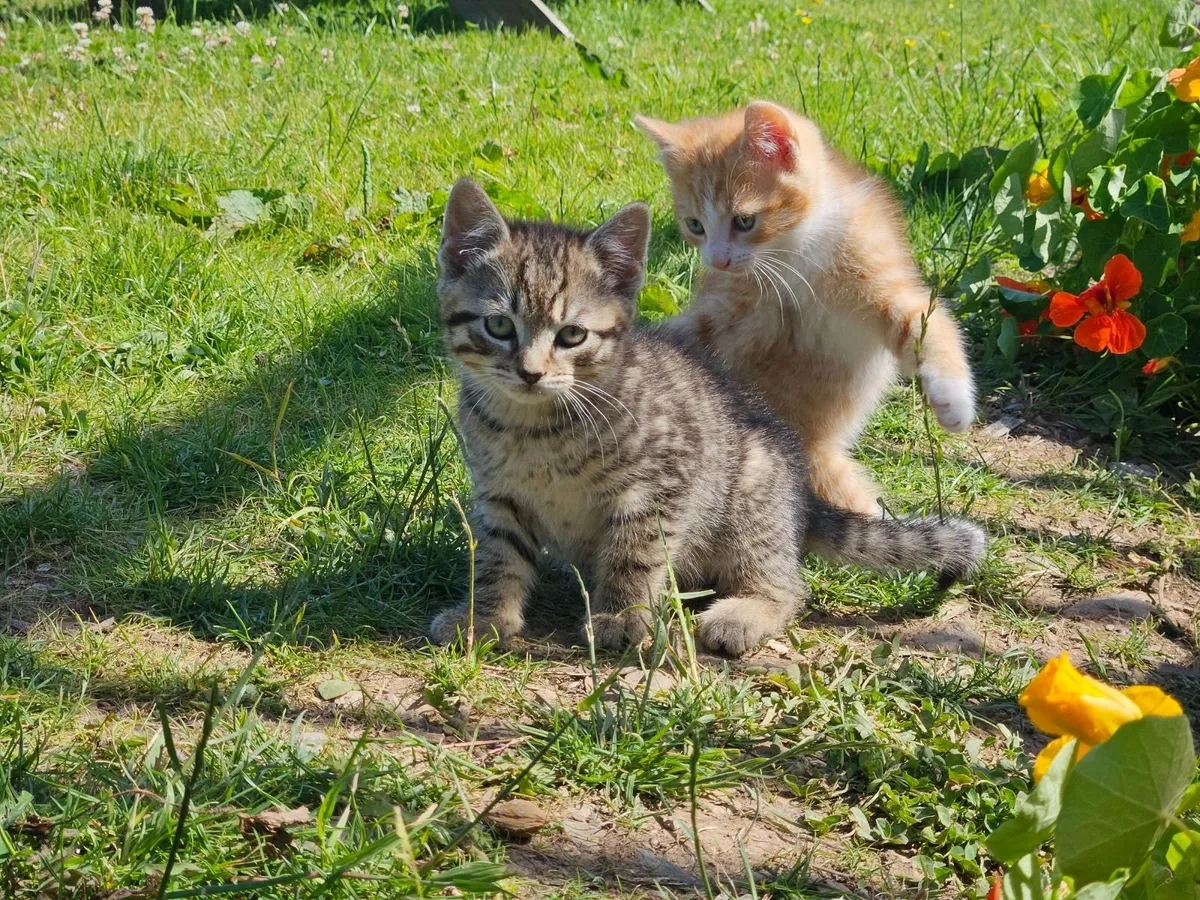 Kittens 10 wks old - Image 3