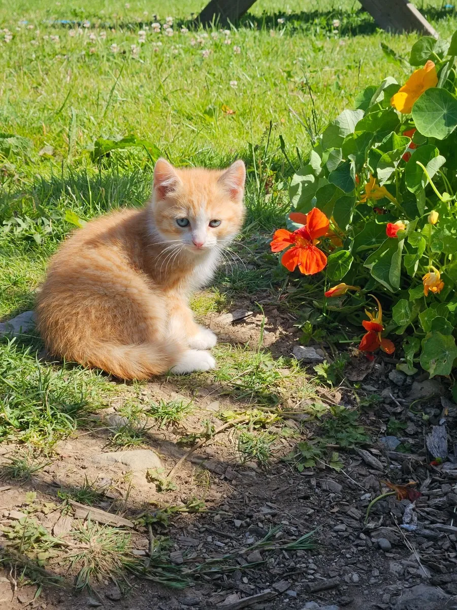 Kittens 10 wks old - Image 4