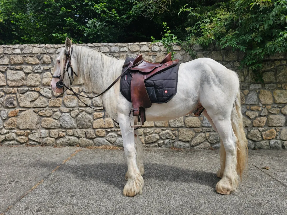 3yr Old 15hh Cob - Image 1