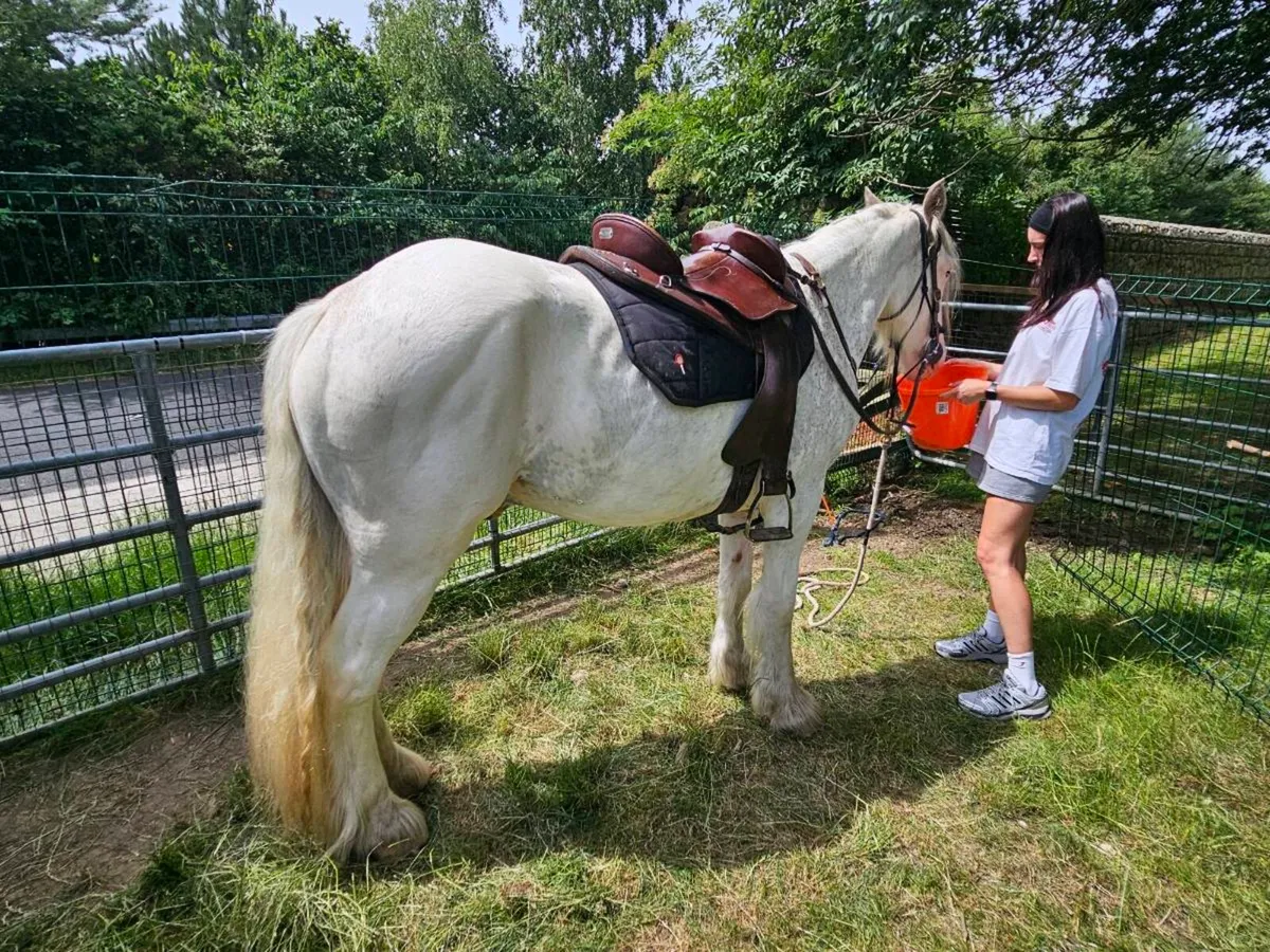 3yr Old 15hh Cob - Image 2