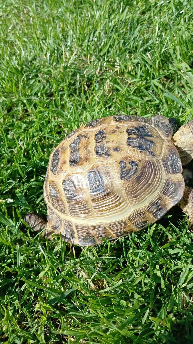 Female Horsefield tortoise - Image 2