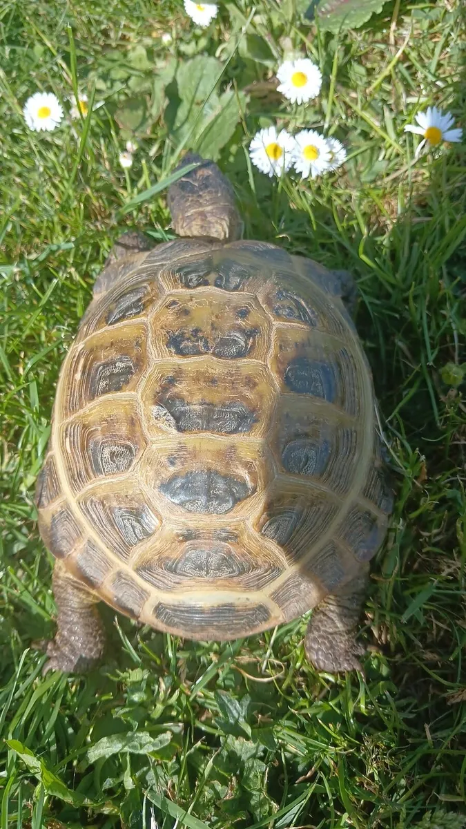 Female Horsefield tortoise - Image 3