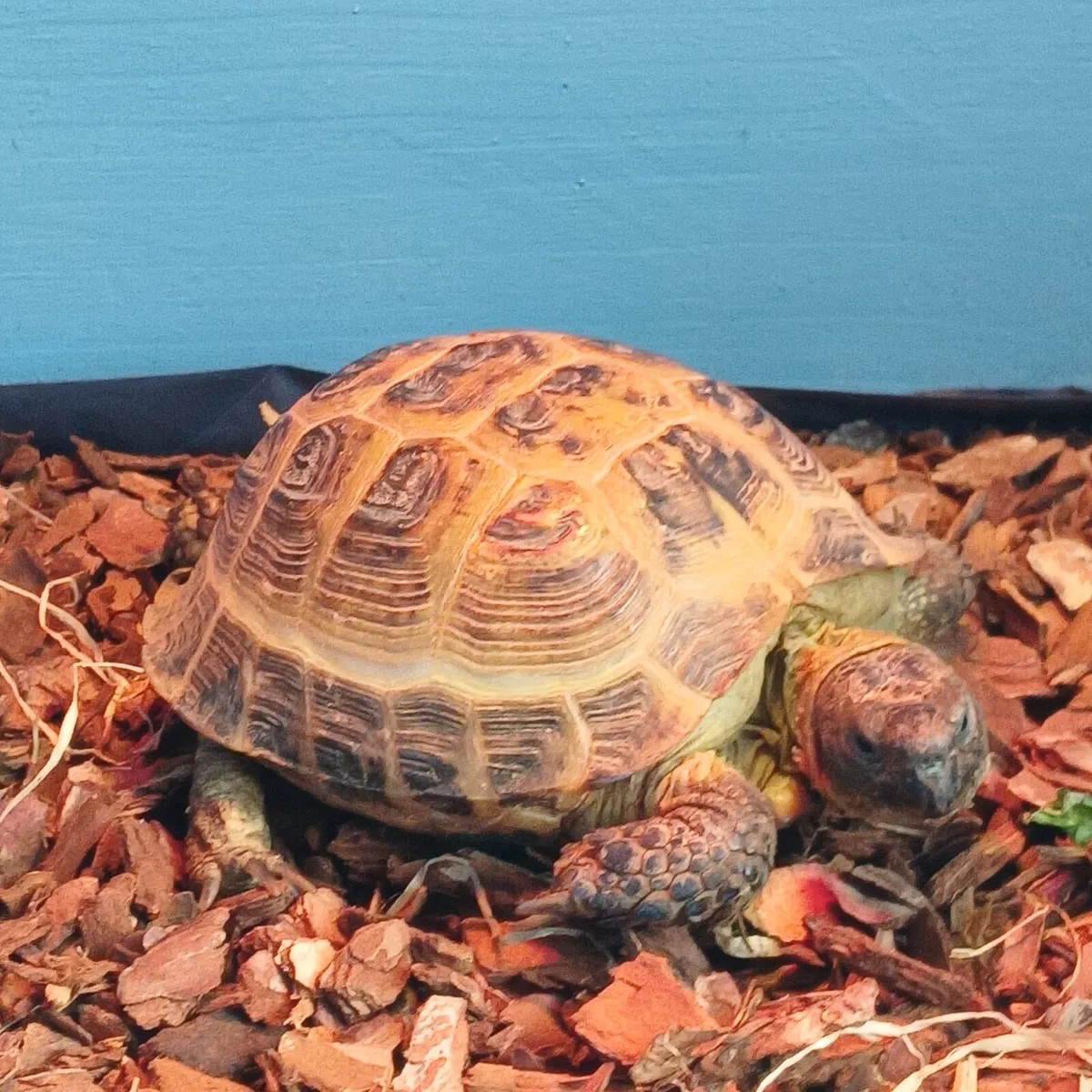 Female Horsefield tortoise - Image 4