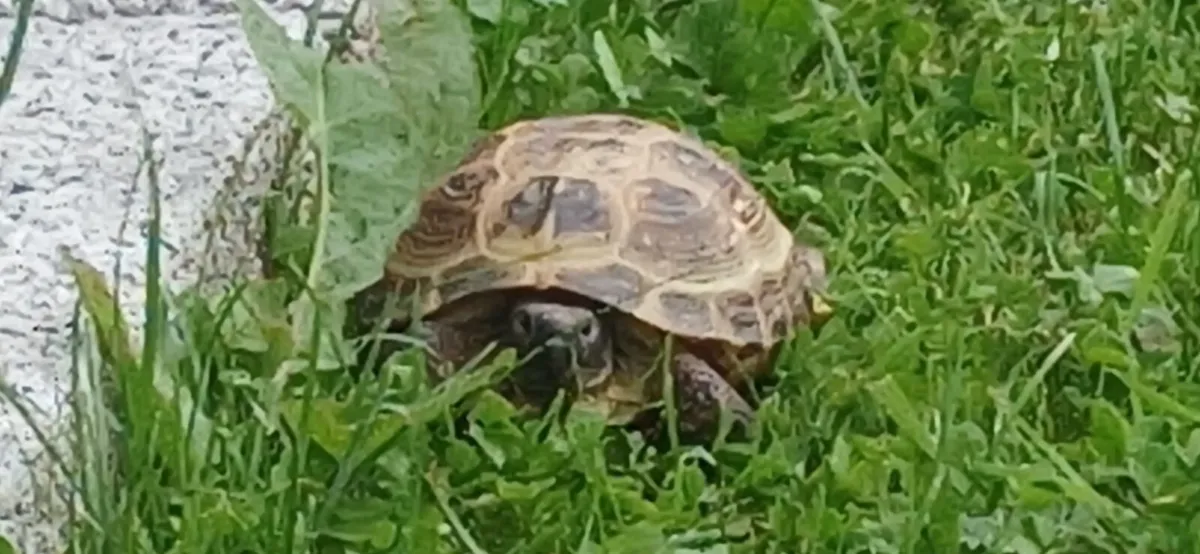 Female Horsefield tortoise - Image 1