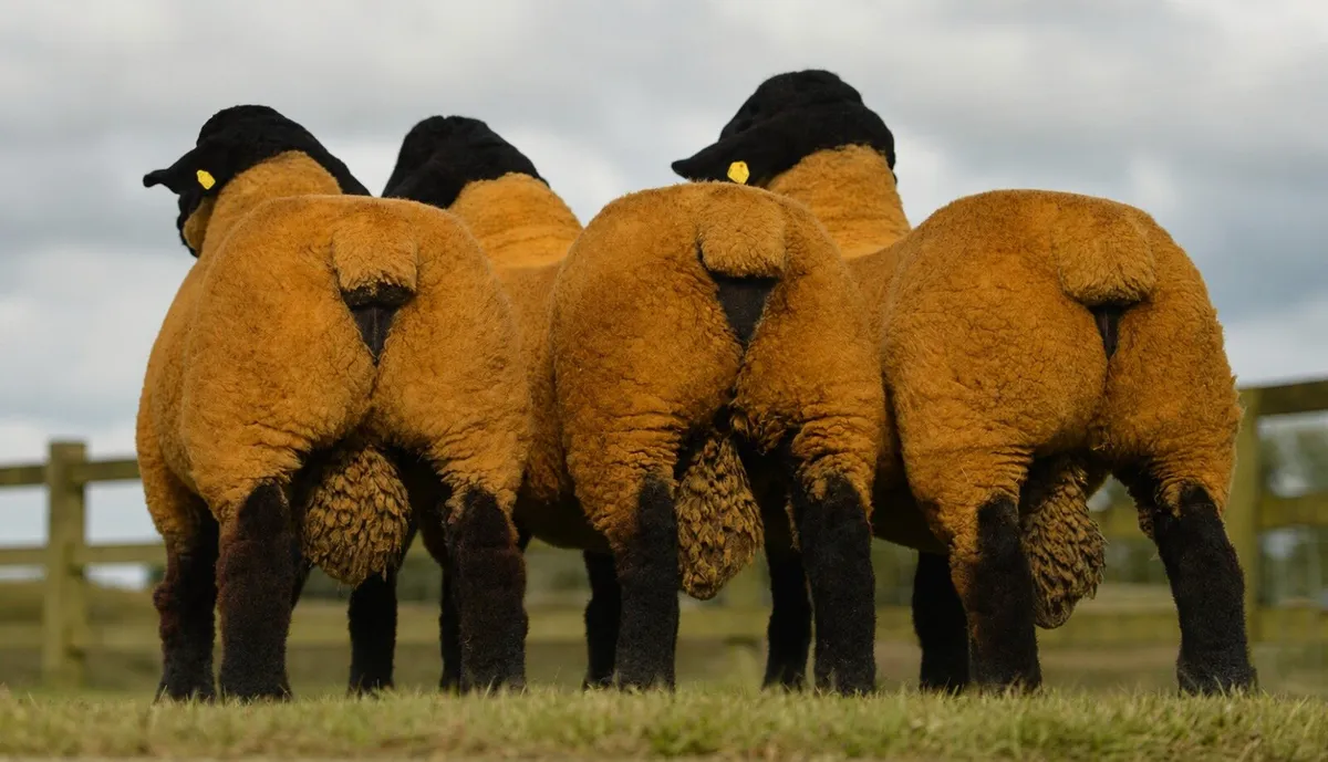 SOUTH OF IRELAND PREMIER SUFFOLK SALE - Image 4