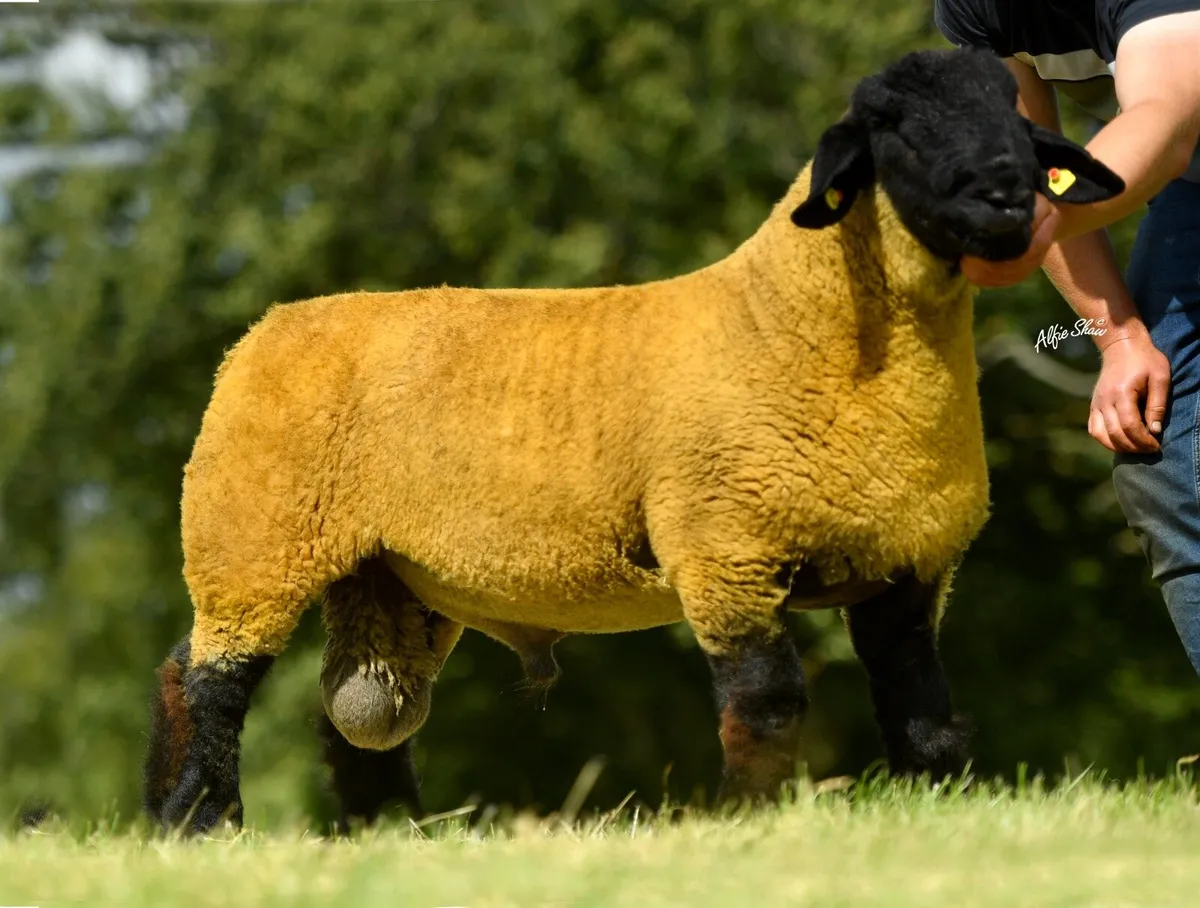 SOUTH OF IRELAND PREMIER SUFFOLK SALE - Image 2
