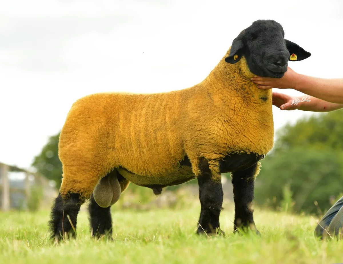 SOUTH OF IRELAND PREMIER SUFFOLK SALE - Image 3