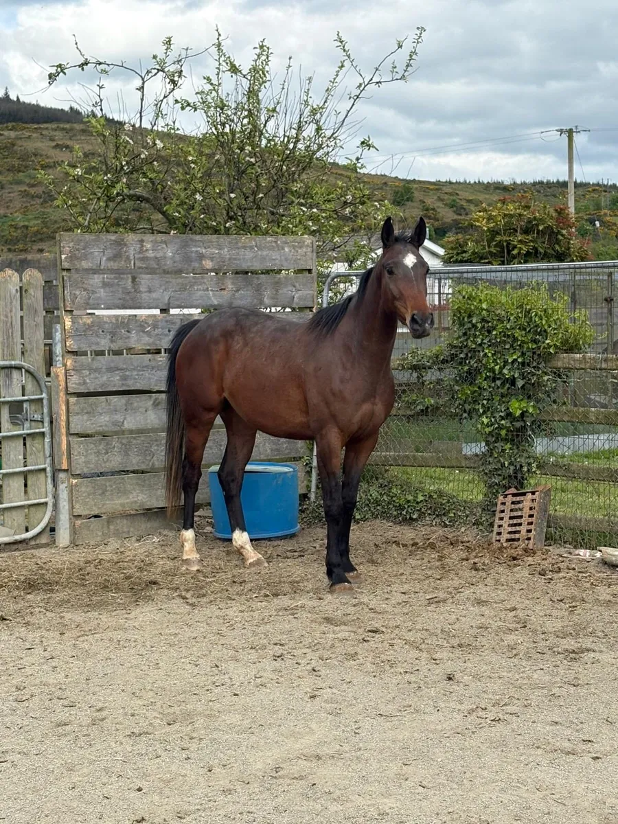 Filly for sale - Dam by polanski Sire vivant - Image 1