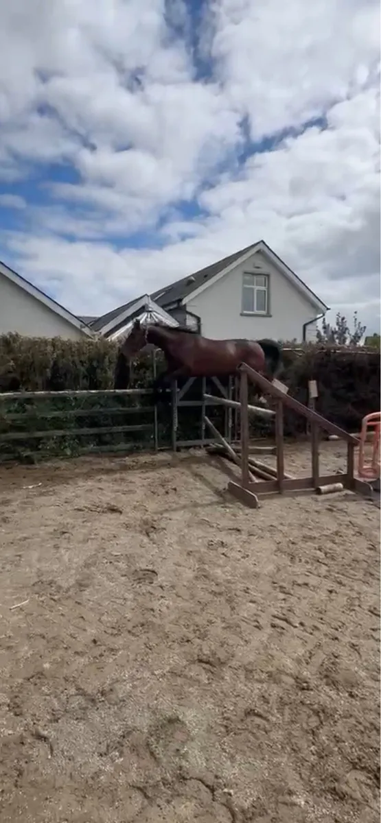 Filly for sale - Dam by polanski Sire vivant - Image 2