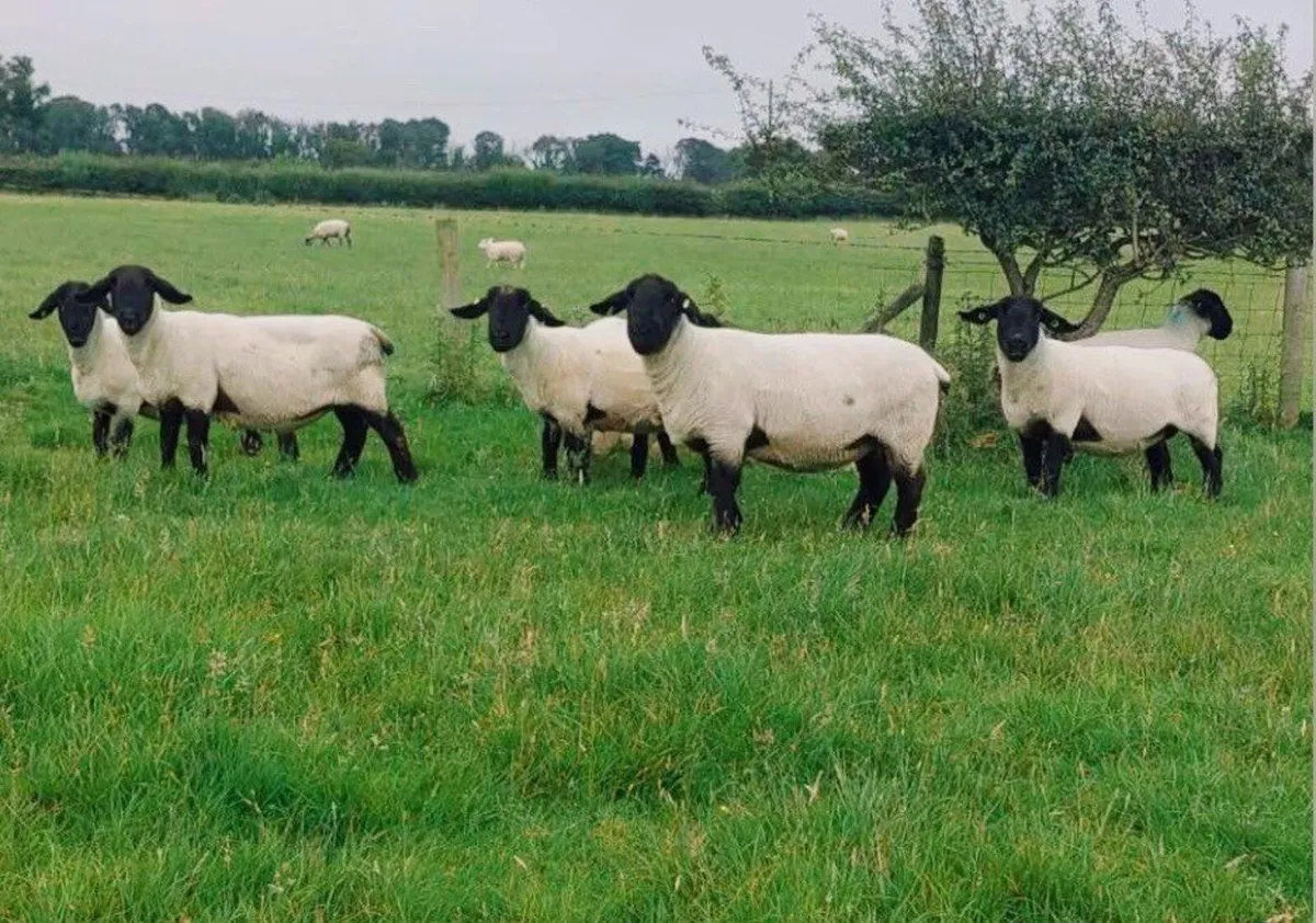 Pedigree suffolks aged ewes and hoggots - Image 1
