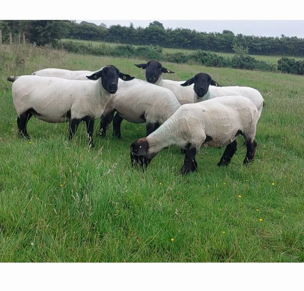 Pedigree suffolks aged ewes and hoggots - Image 2