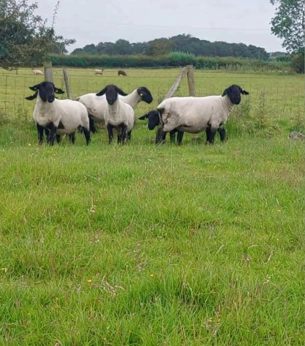 Pedigree suffolks aged ewes and hoggots - Image 3