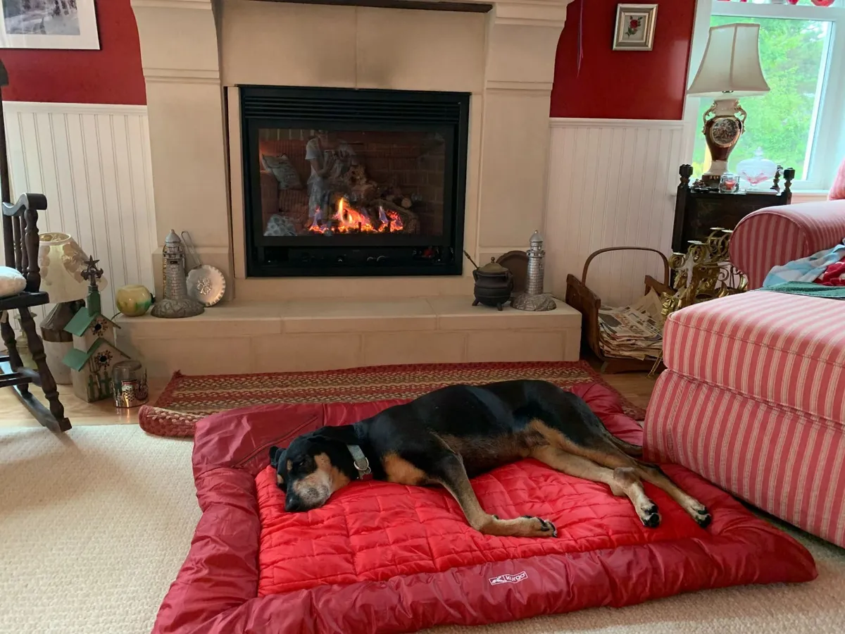 Water Resistant Dog Bed Large Size BRAND NEW - Image 4