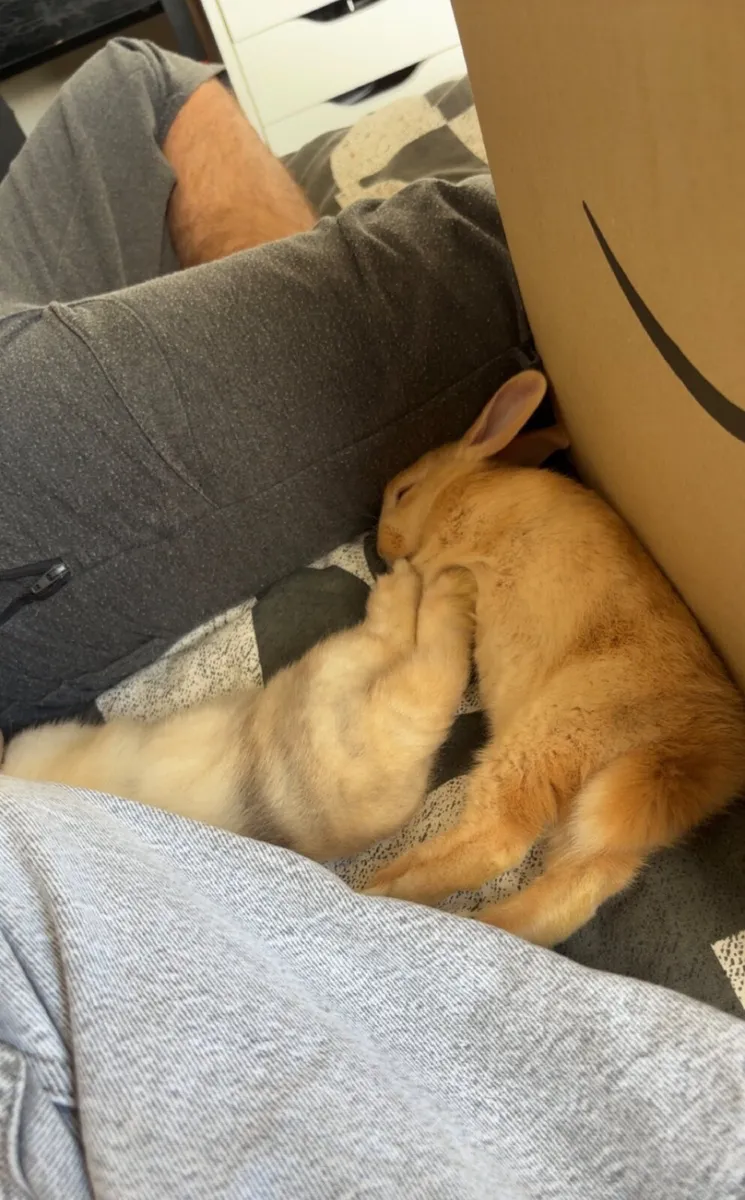 Rabbits - Image 1