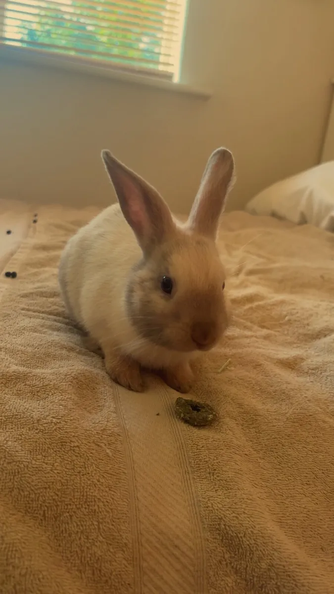 Rabbits - Image 3