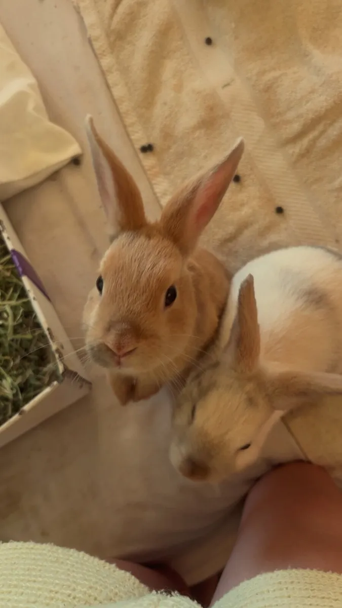 Rabbits - Image 2