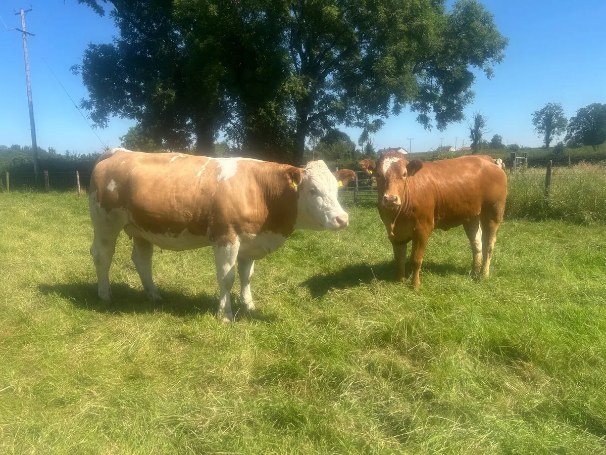 Springing and incalf heifers - Image 1