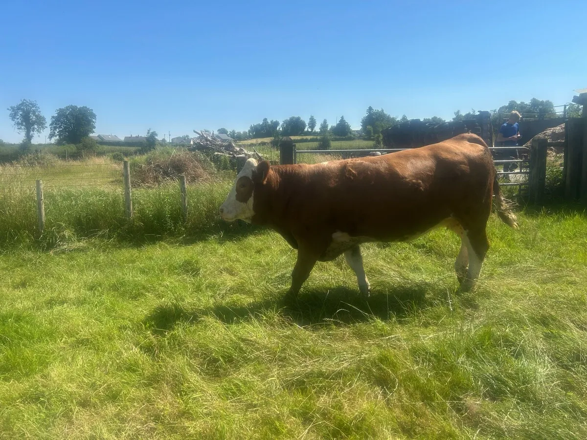 Springing and incalf heifers - Image 2