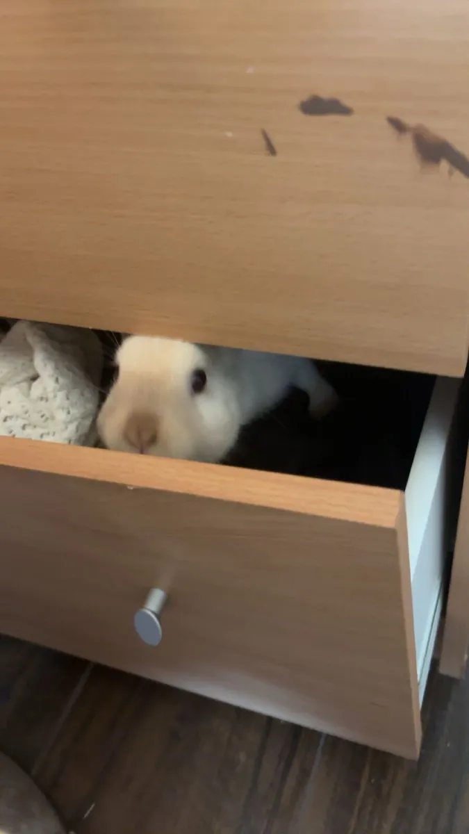 Rabbits - Image 4