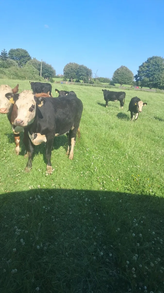 Hereford and angus heifers - Image 1