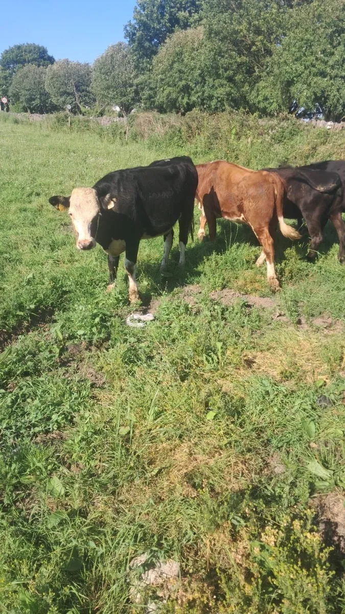 Hereford and angus heifers - Image 2