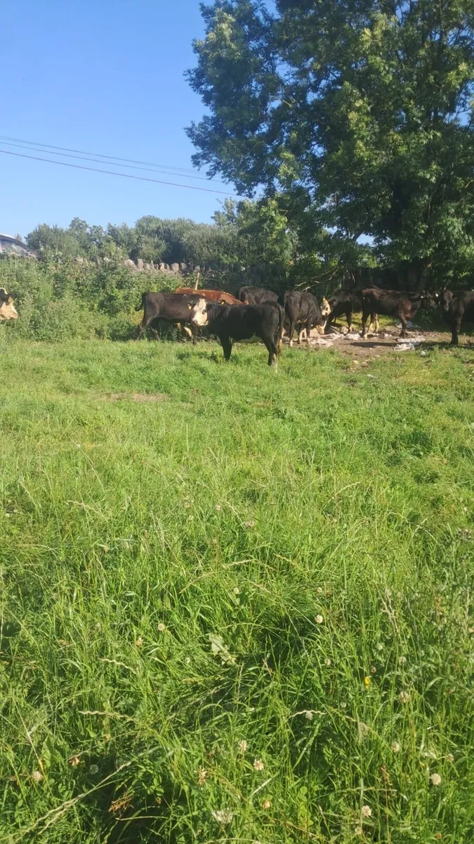 Hereford and angus heifers - Image 3