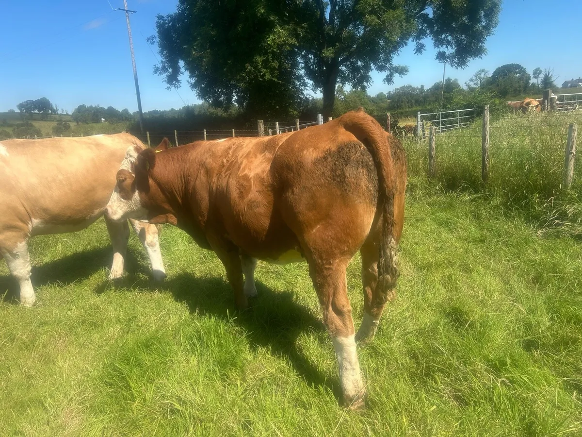 Springing and incalf heifers - Image 4