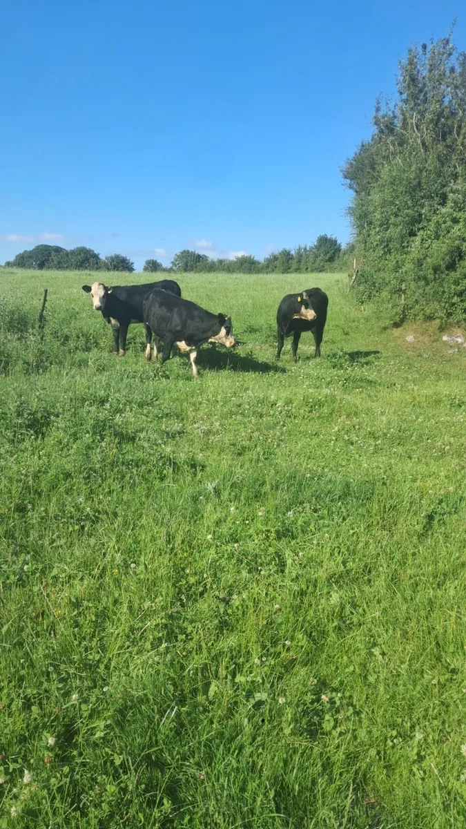 Hereford and angus heifers - Image 4