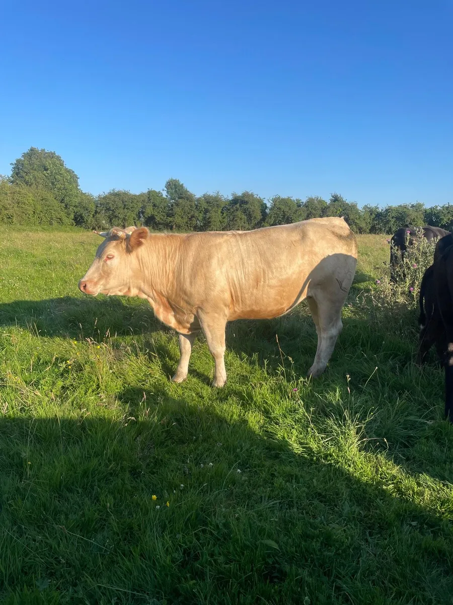 Heifer - Image 2