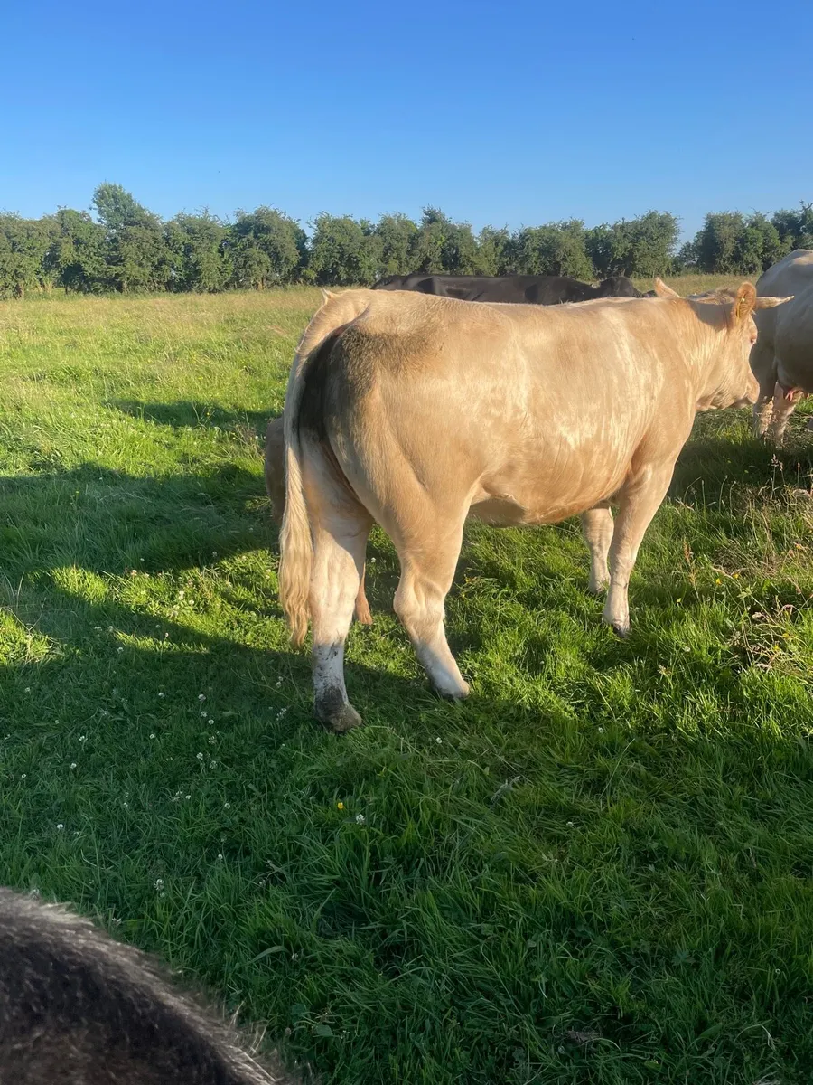 Heifer - Image 1
