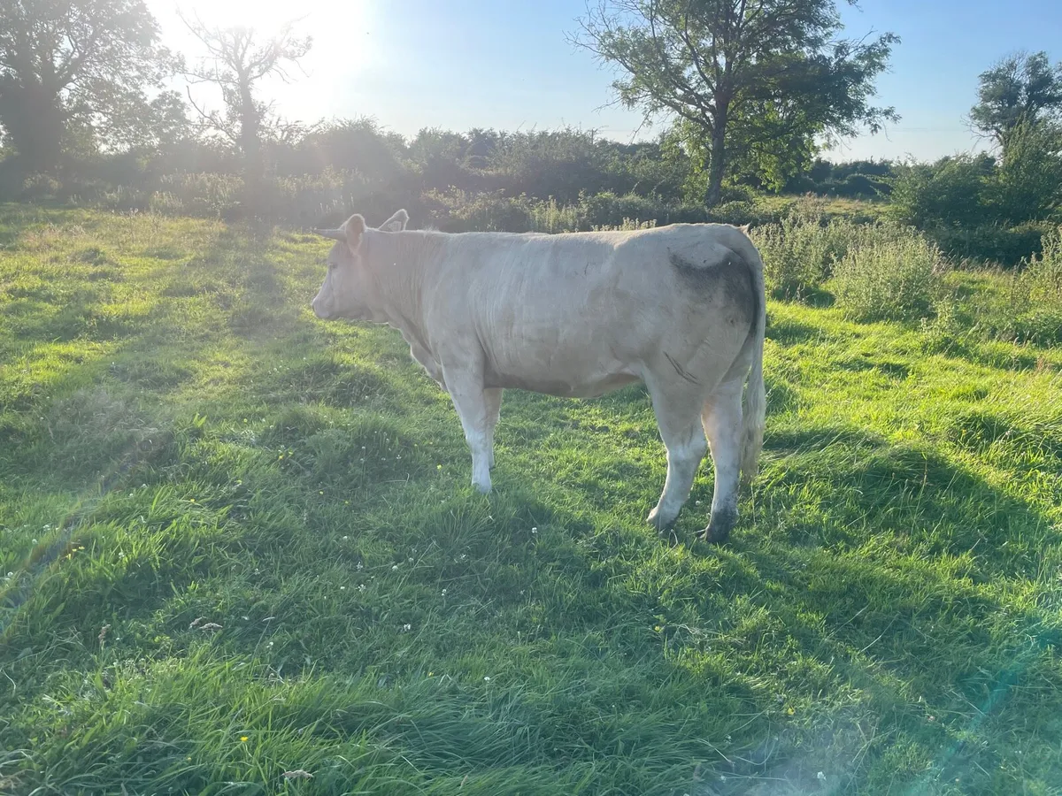 Heifer - Image 4