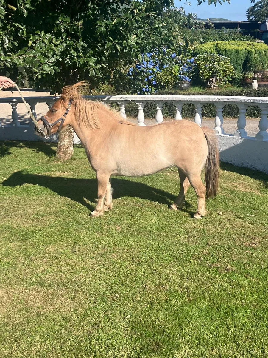 6 yo Pony - Image 2