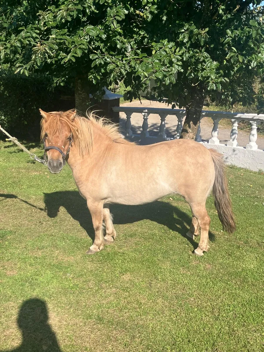 6 yo Pony - Image 1