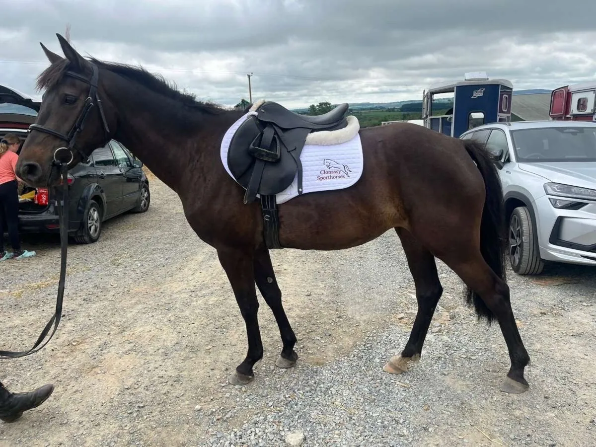 4yo filly - Image 1